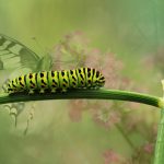 Schmetterlinge und die Überlebensfähigkeit von Unternehmen